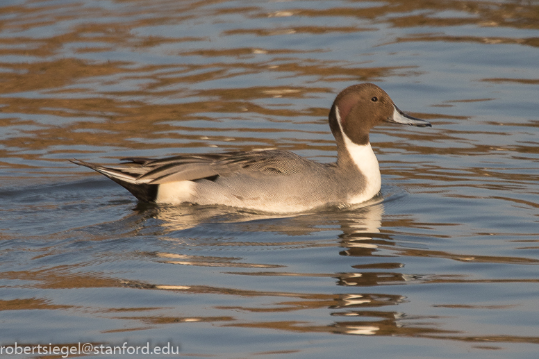 baylands